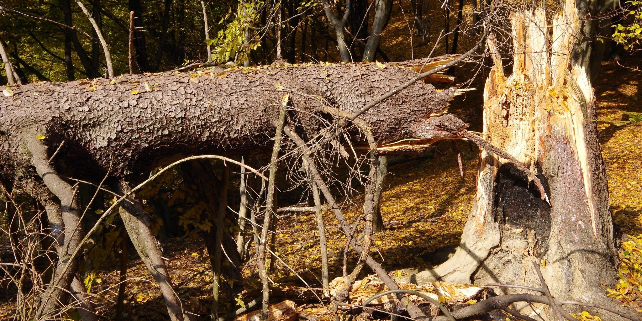 downed-tree Are your salespeople dis-servicing their buyers?